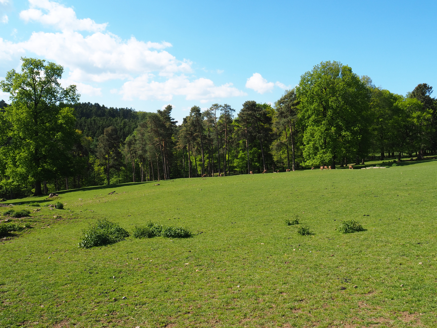 Central European red deer, Common fallow deer and European mouflon paddock, 2021-05-29