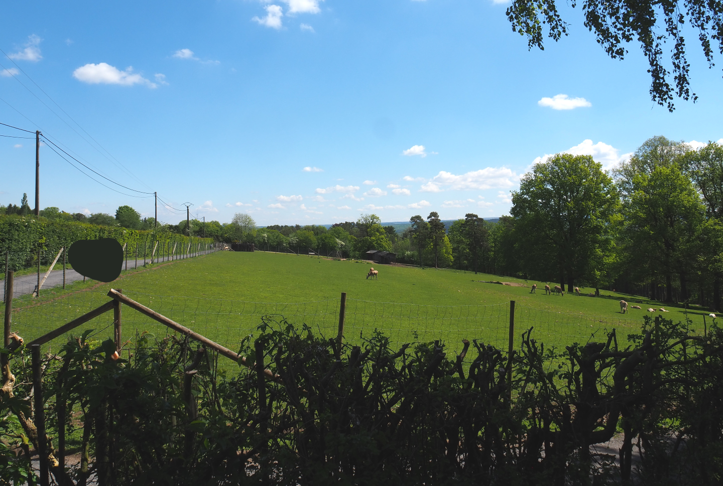Central European red deer, Common fallow deer and European mouflon paddock, seen from the eating area, 2021-05-29