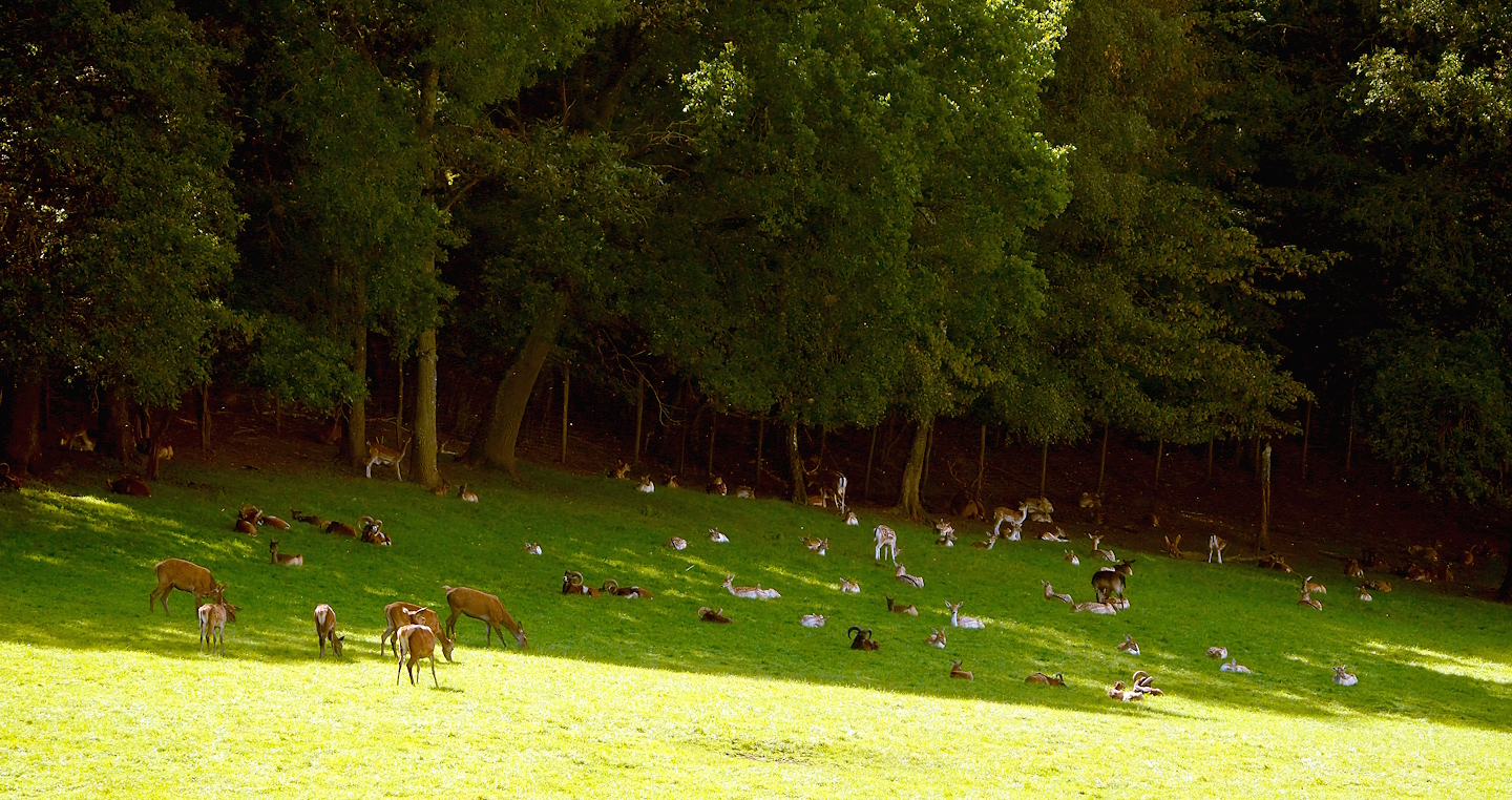 Central European red deer, Common fallow deer and European mouflons, 2023-09-26