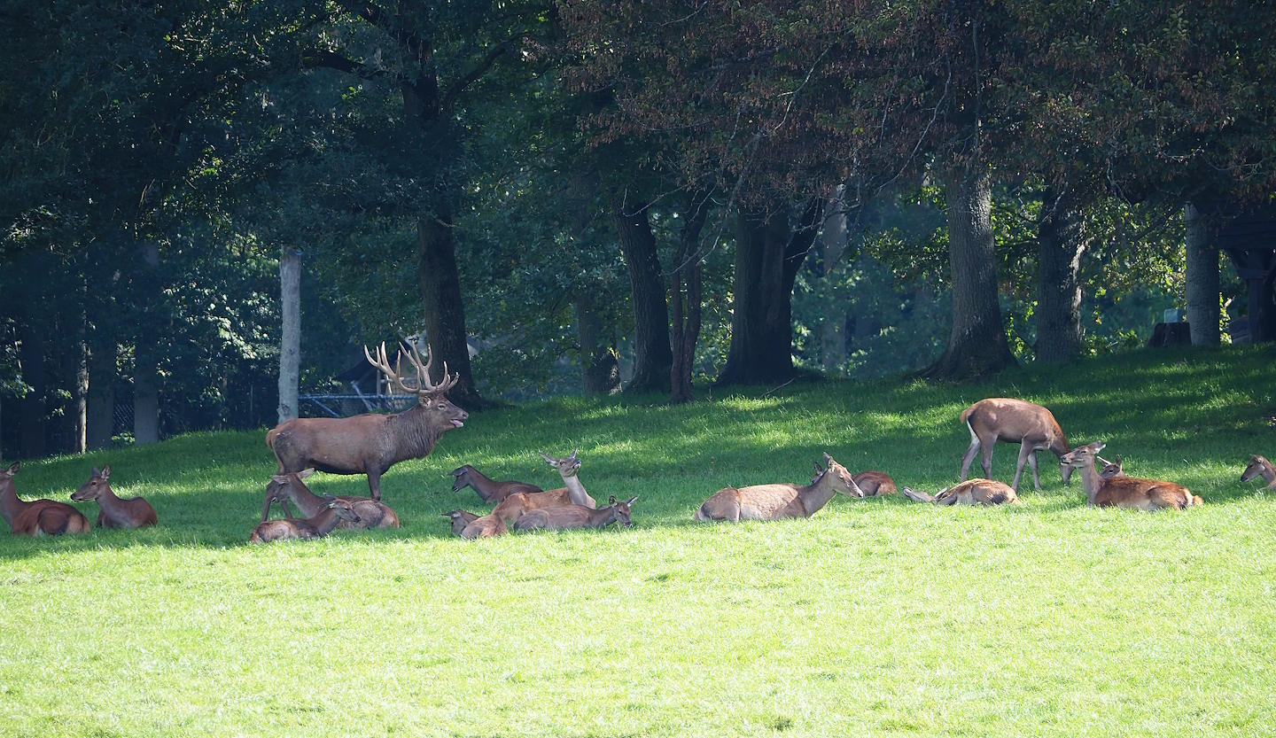 Central European red deer (Common red deer) (Cervus elaphus hippelaphus), 2023-09-26