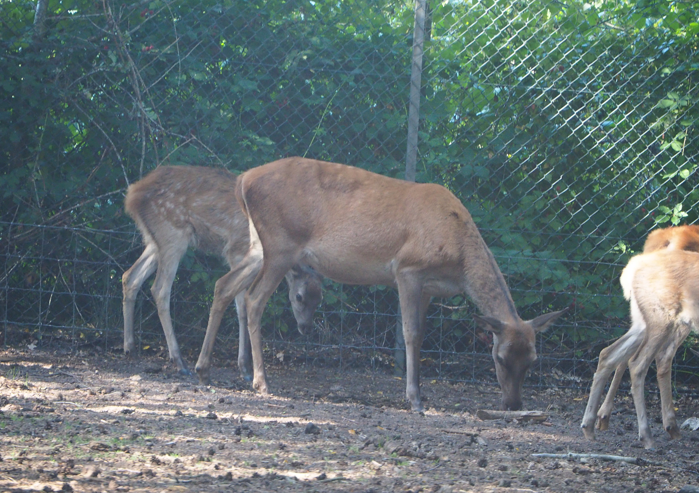 Central European red deer doe and juvenile (Cervus elaphus hippelaphus), 2019-09-15