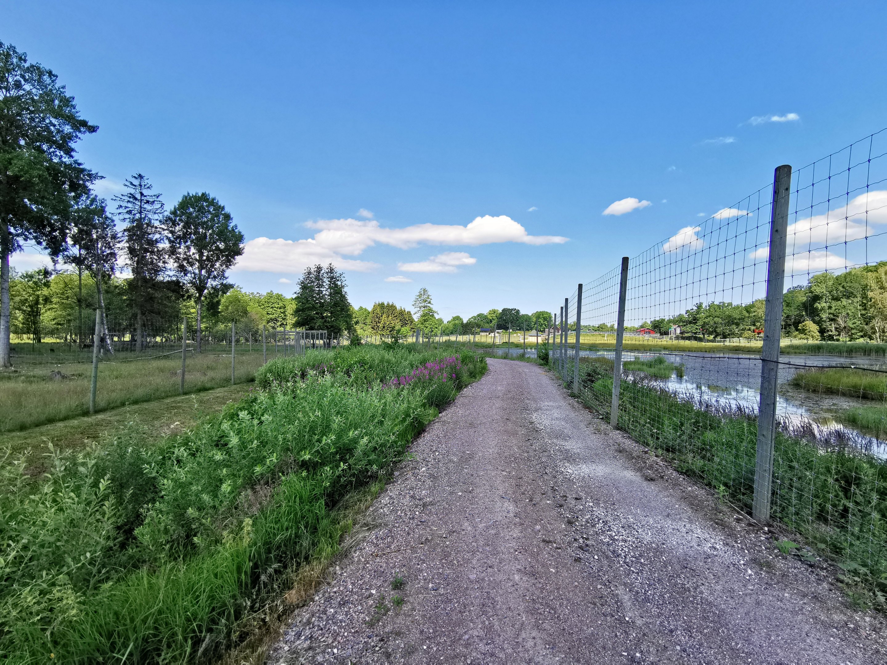Central European red deer enclosure to the left, big pond to the right