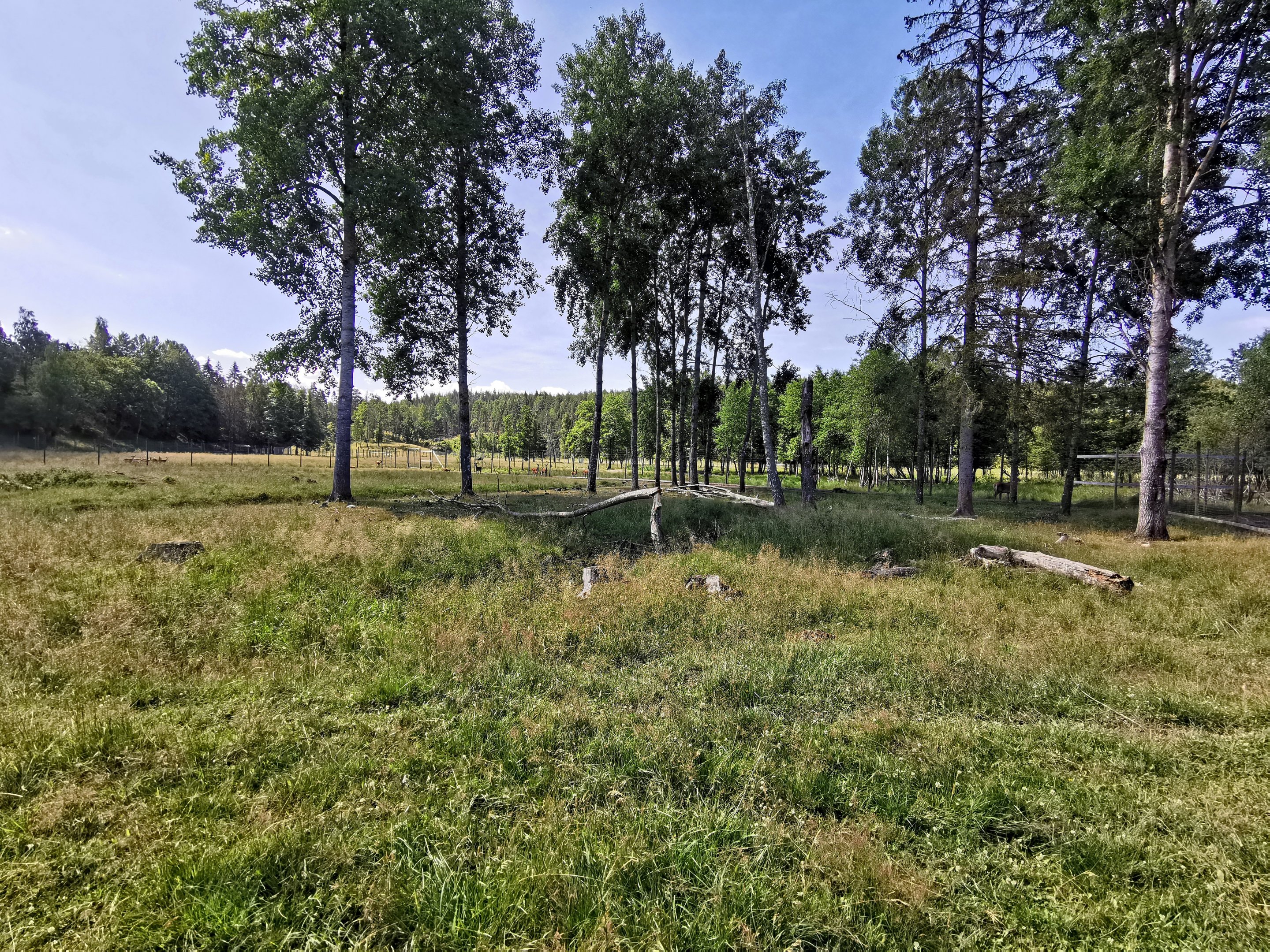 Central European red deer enclosure