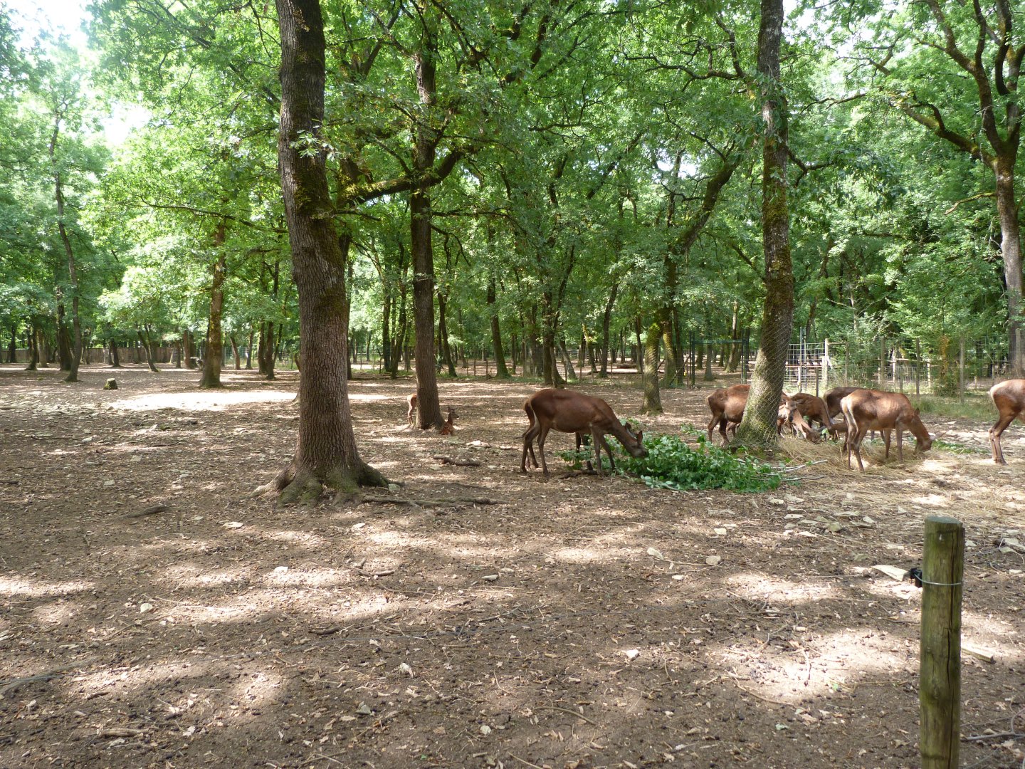 Central European red deer exhibit -Zoodyssée (2025)