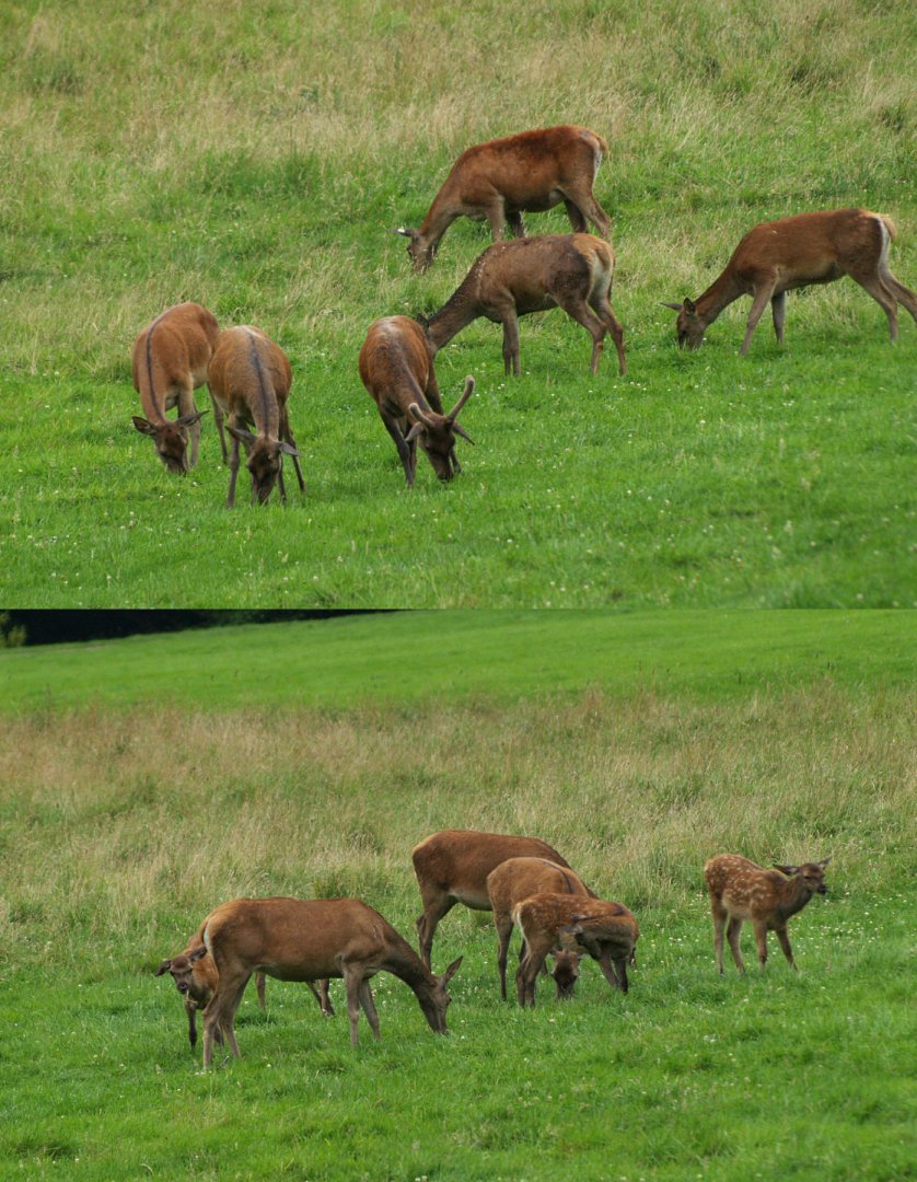 Central European red deer herd (Cervus elaphus hippelaphus), 2008-08-02