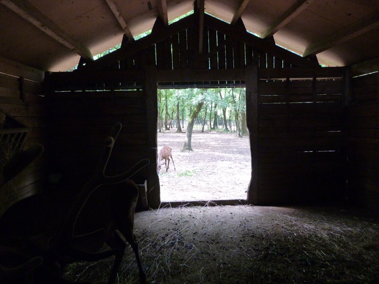 Central European red deer stable view -Zoodyssée (2025)