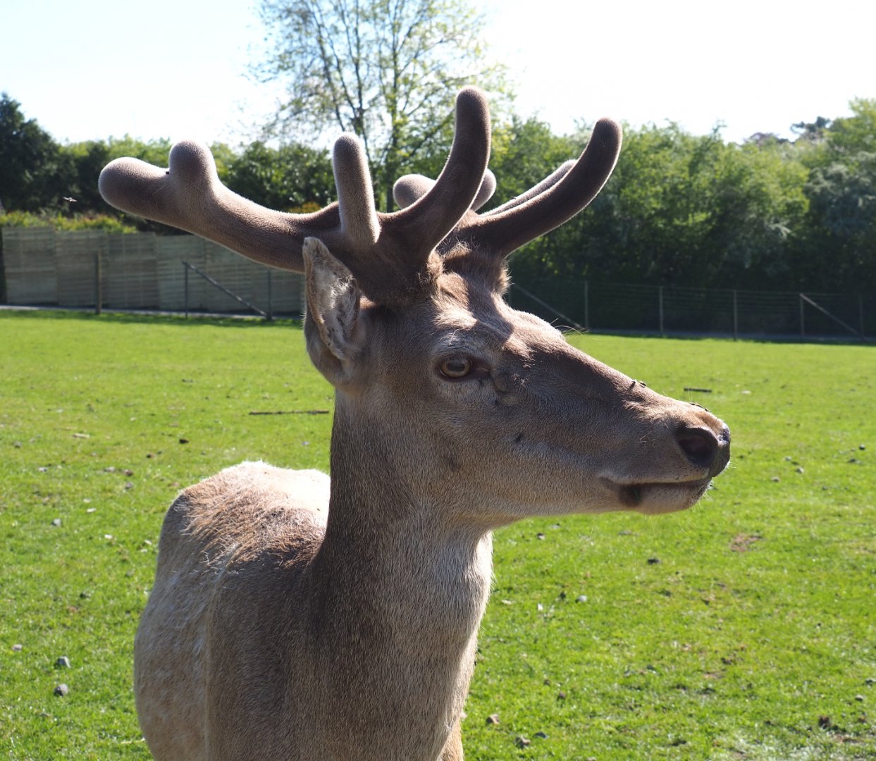 Central European red deer stag (Cervus elaphus hippelaphus), 2021-05-29