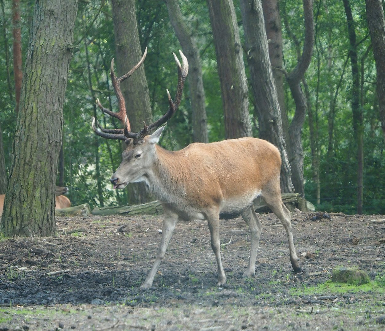 Central European red deer stag (Cervus elaphus hippelaphus), 2023-08-15