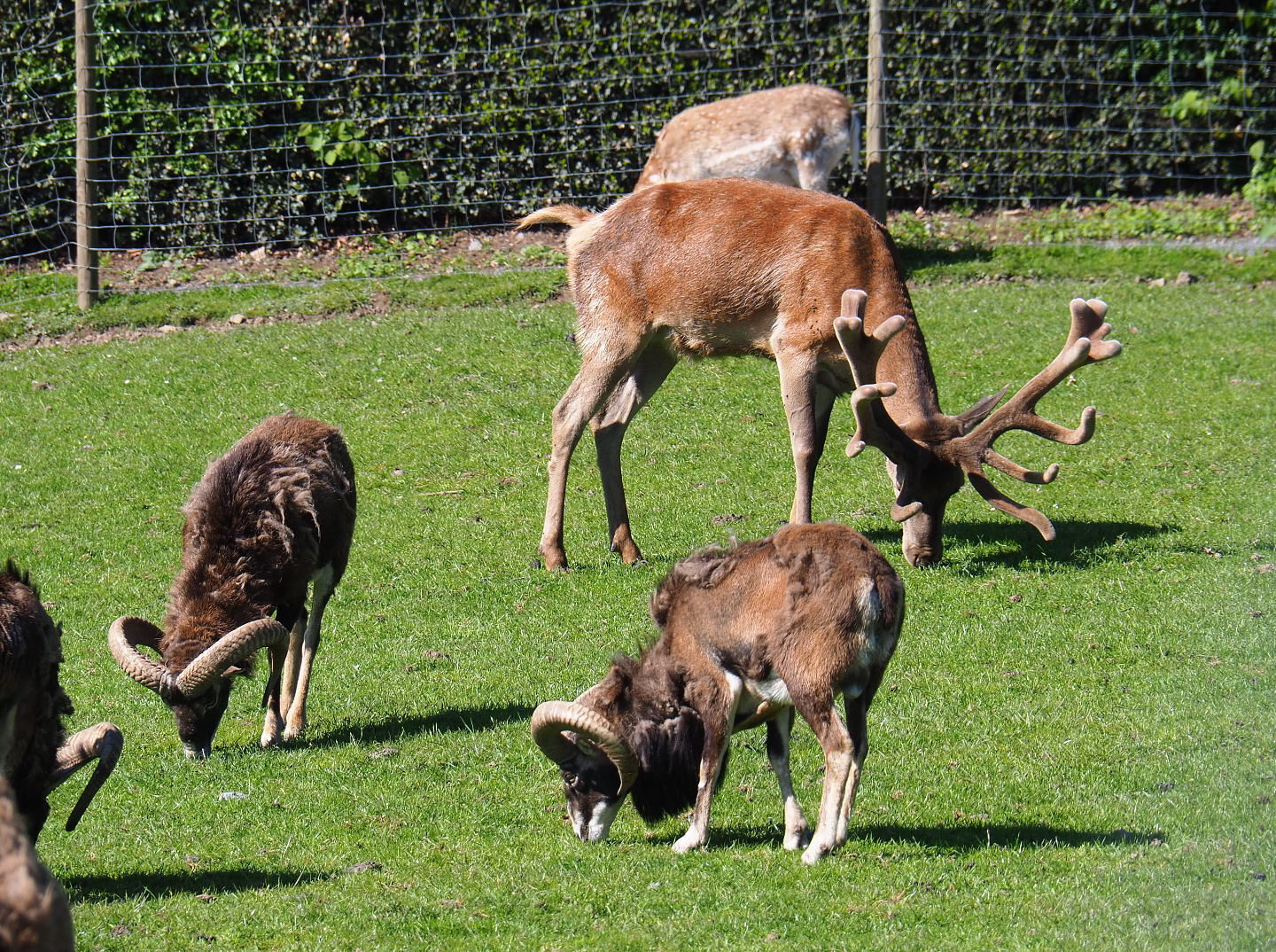 Central European red deer stag (Cervus elaphus hippelaphus) and European mouflon rams (Ovis orientalis musimon), 2021-05-29