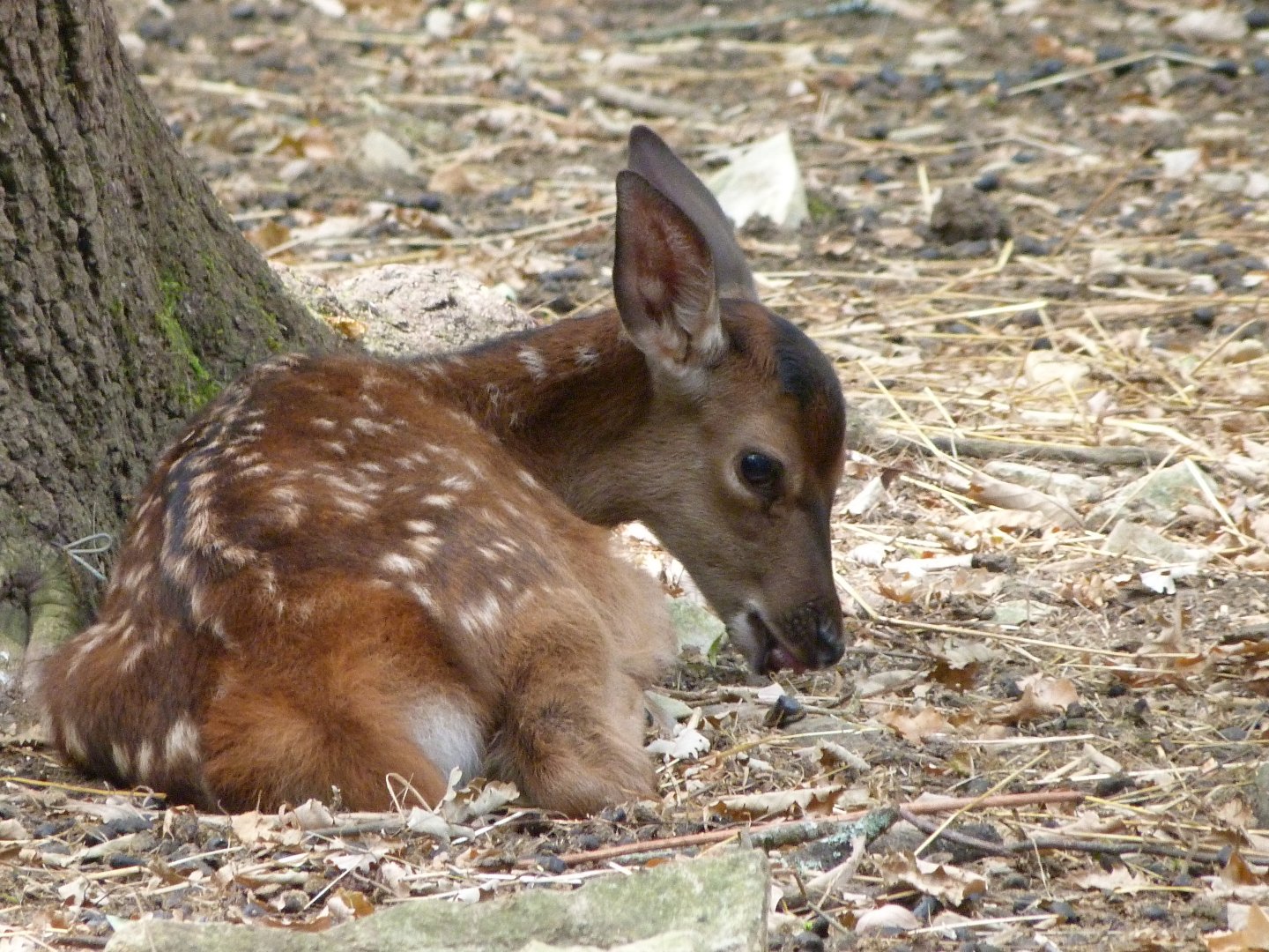 Central European red deer -Zoodyssée (2025)