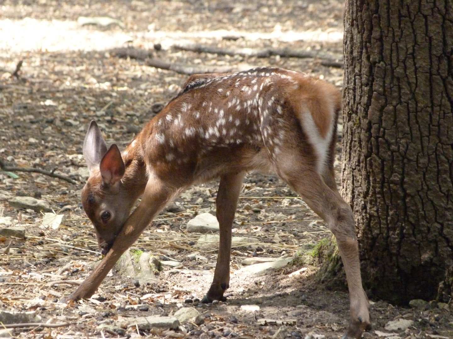 Central European red deer -Zoodyssée (2025)