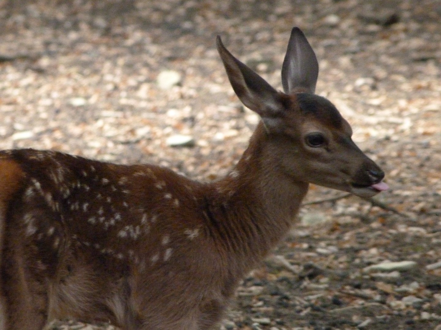 Central European red deer -Zoodyssée (2025)