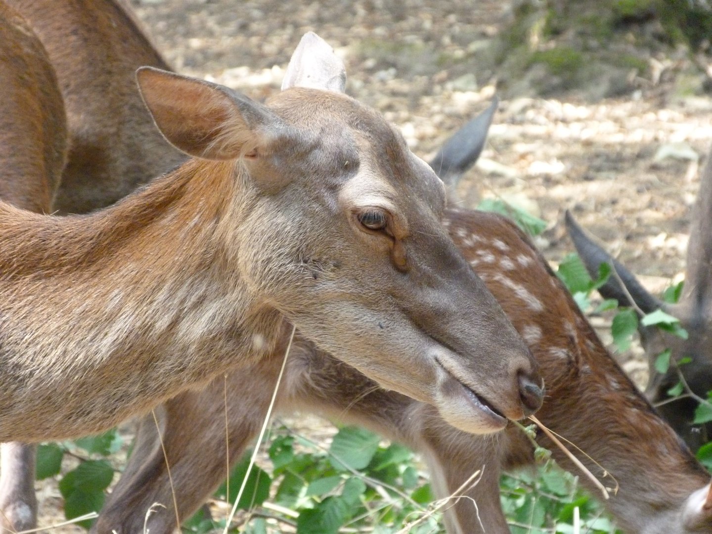 Central European red deer -Zoodyssée (2025)