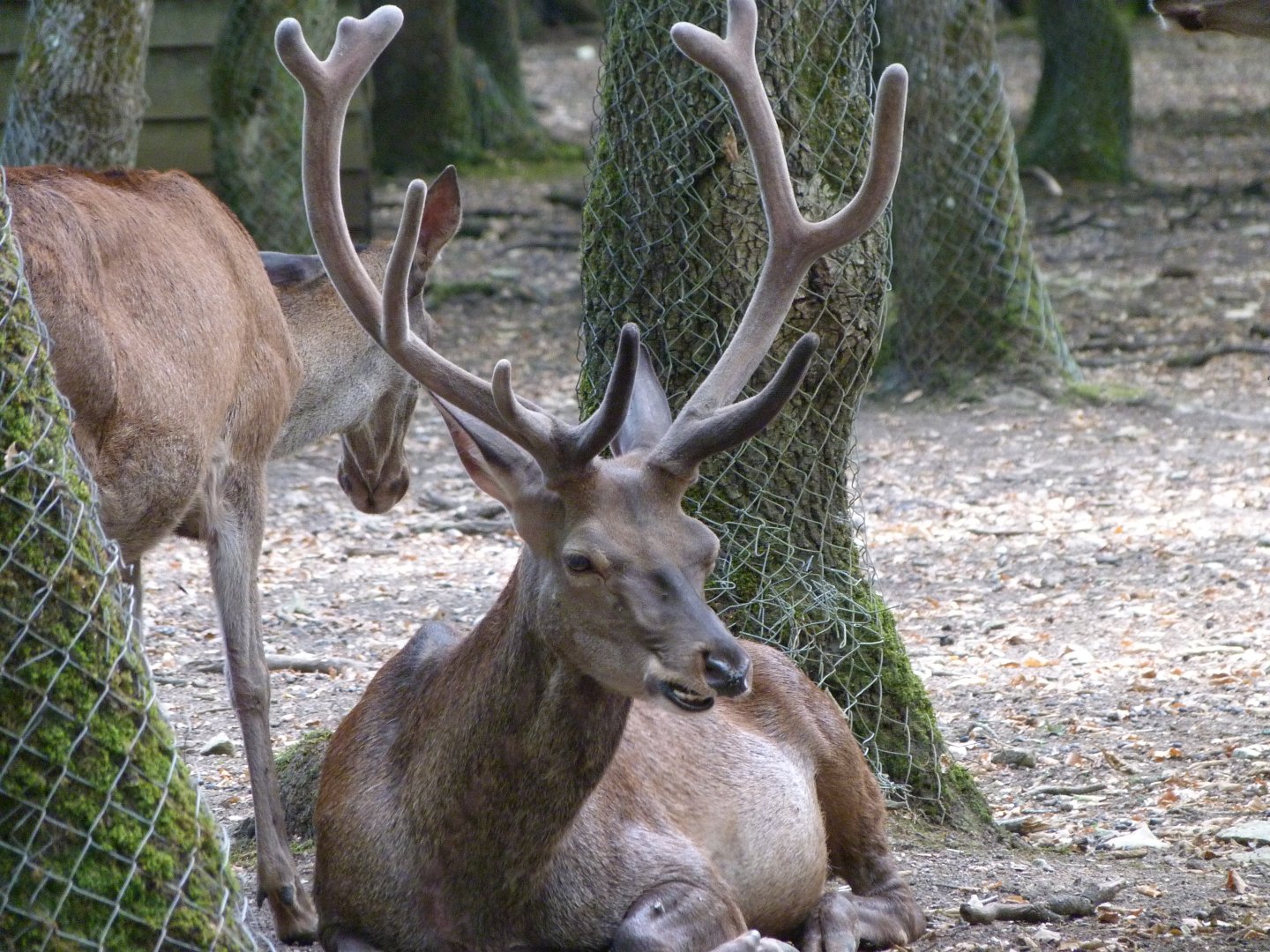 Central European red deer -Zoodyssée (2025)