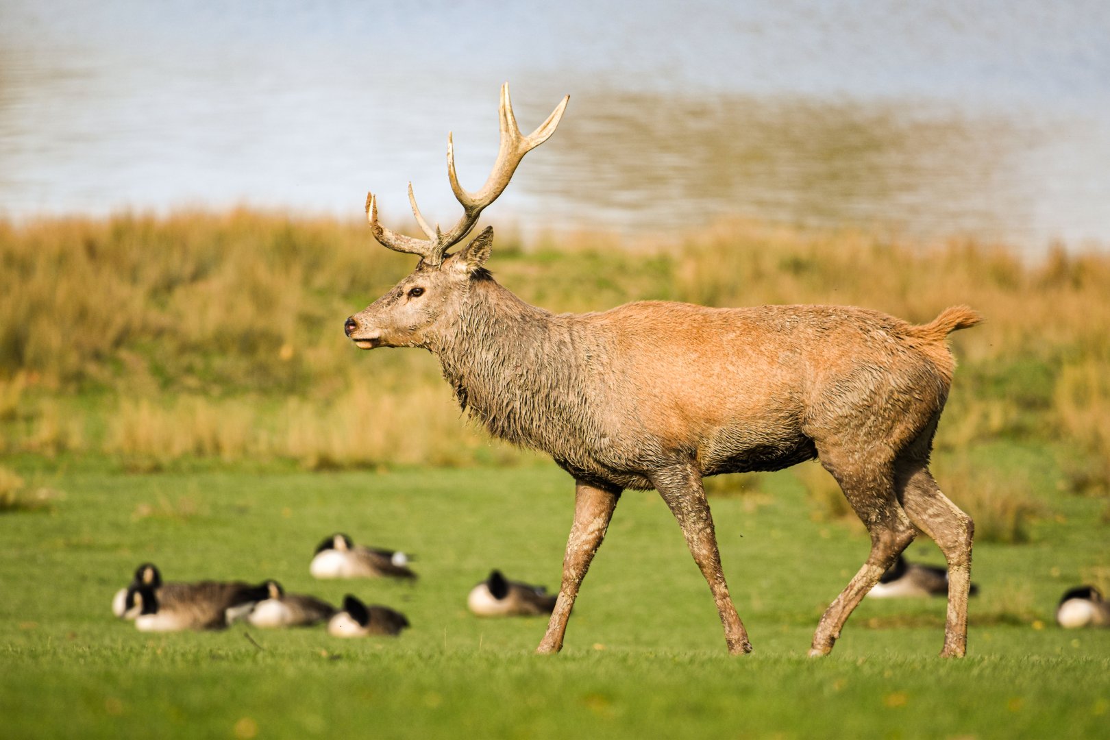 Central European red deer