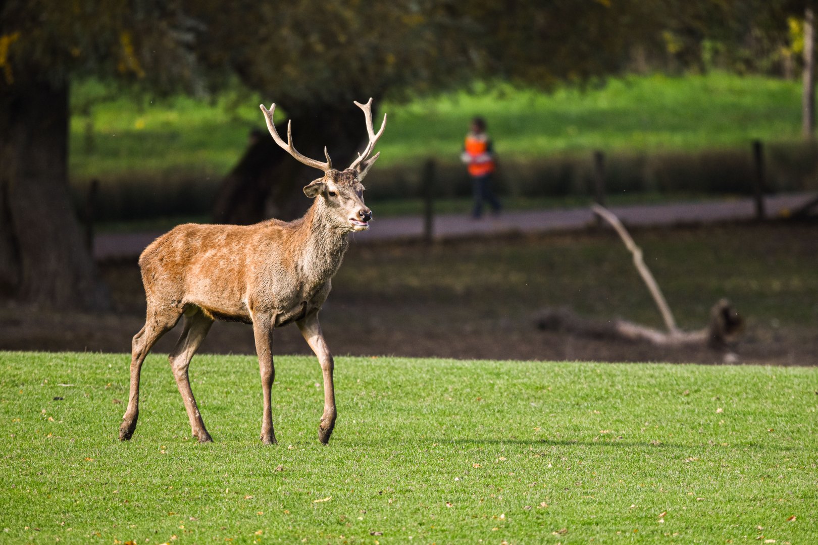 Central European red deer