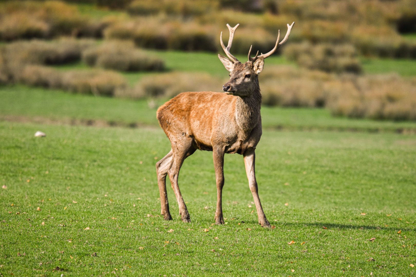 Central European red deer