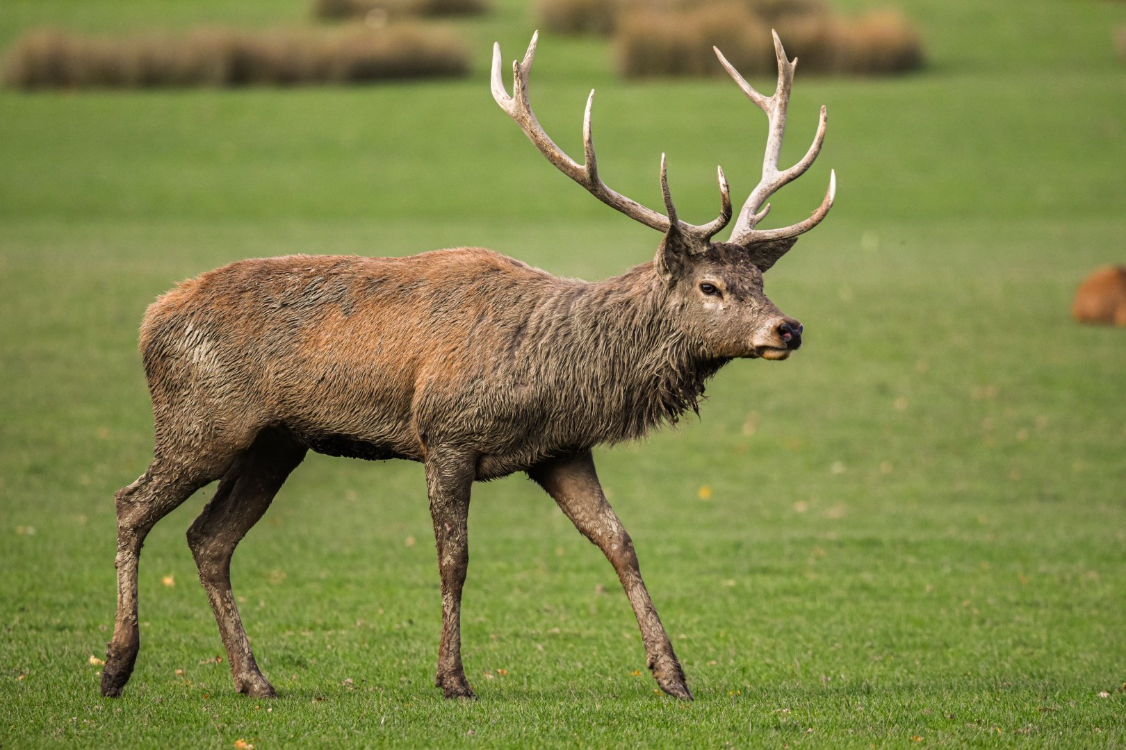 Central European red deer
