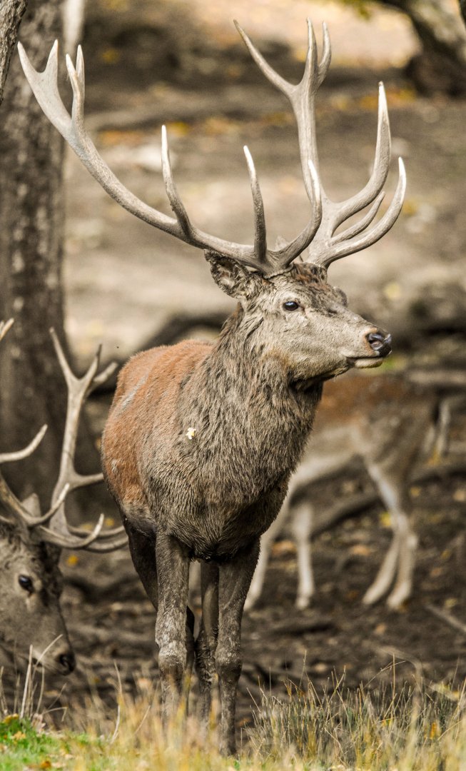 Central European red deer
