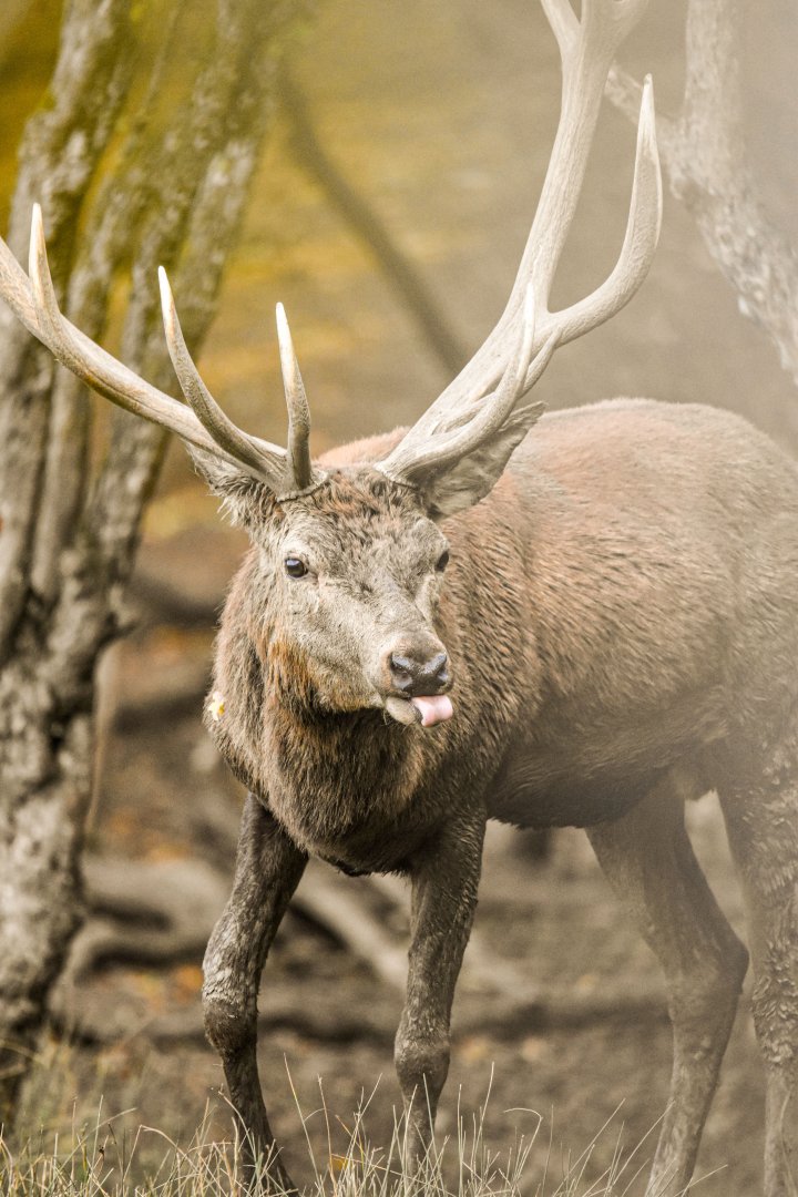 Central European red deer
