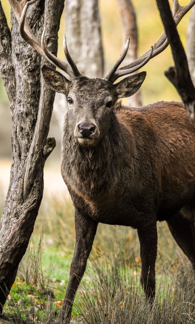 Central European red deer