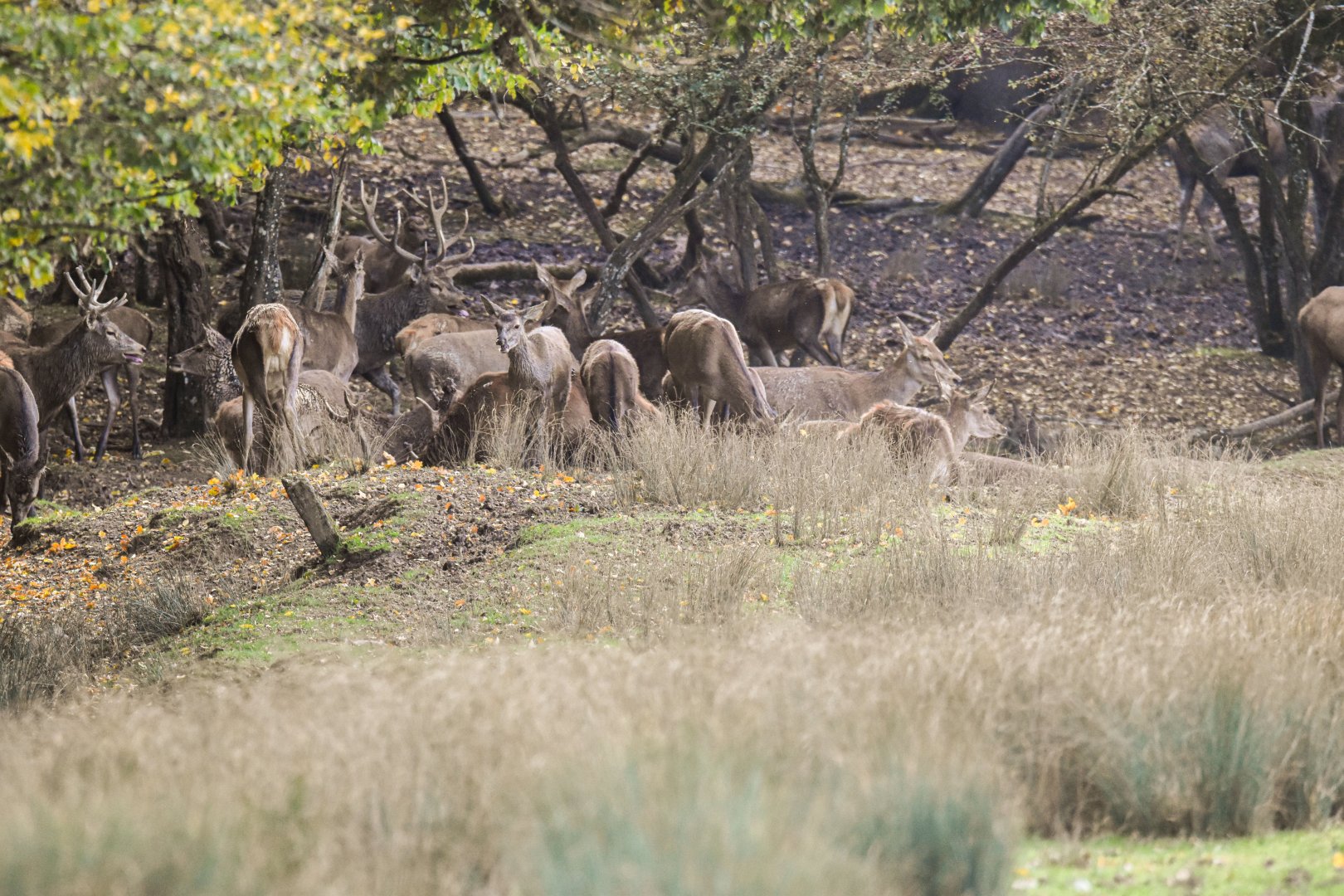 Central European red deer