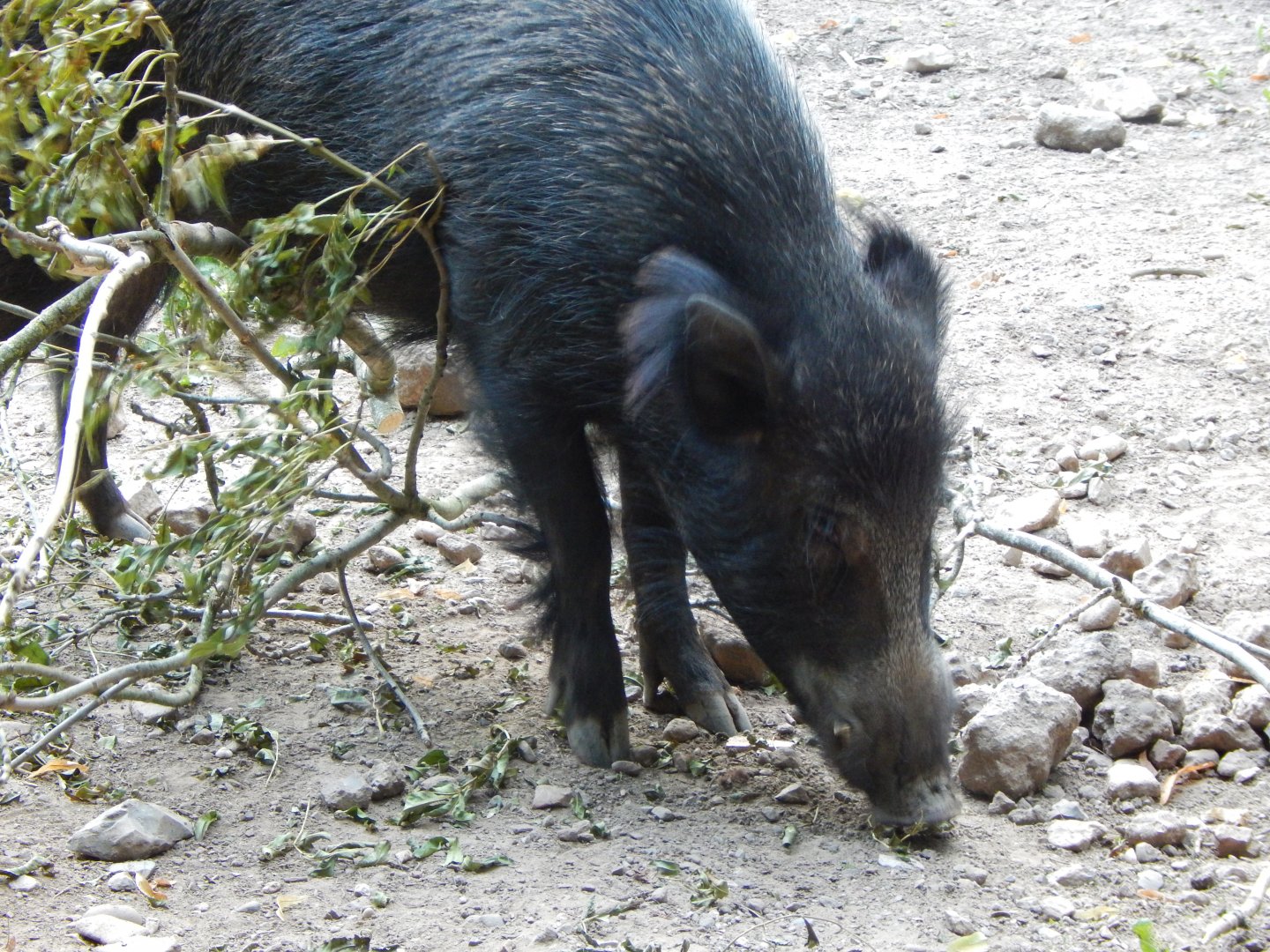 Central European wild boar 020825