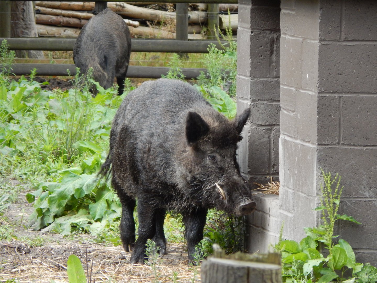Central European wild boar 030924