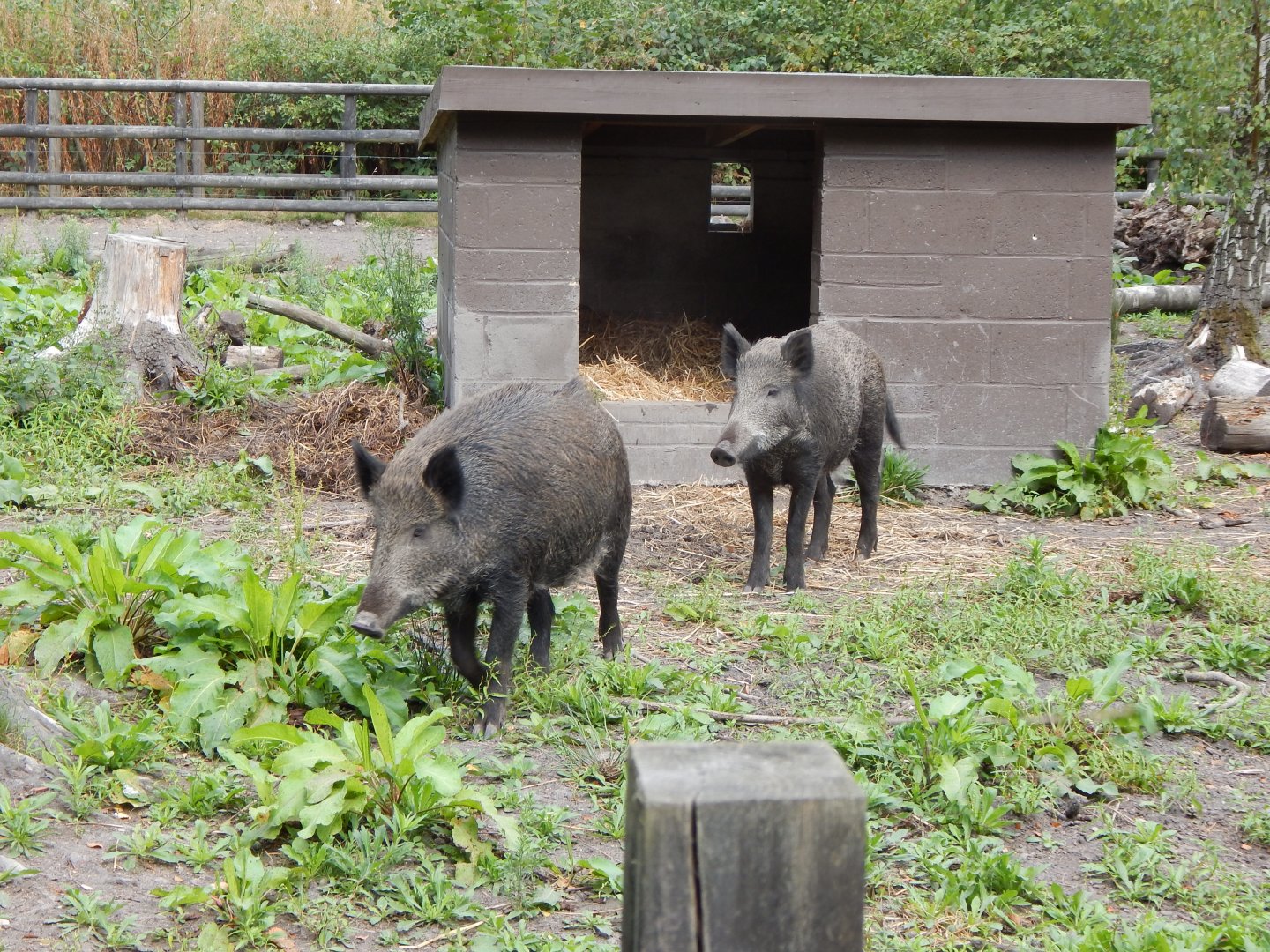 Central European wild boar 030924
