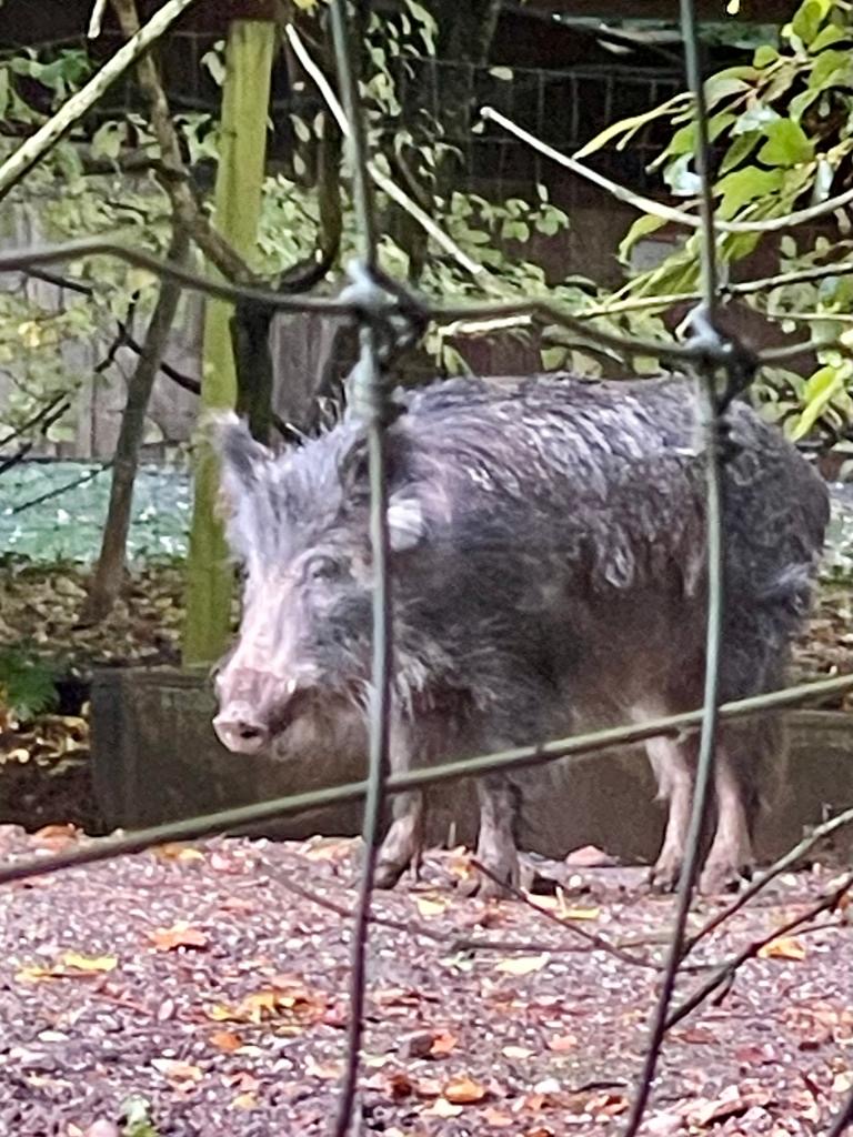 Central European wild boar 061123
