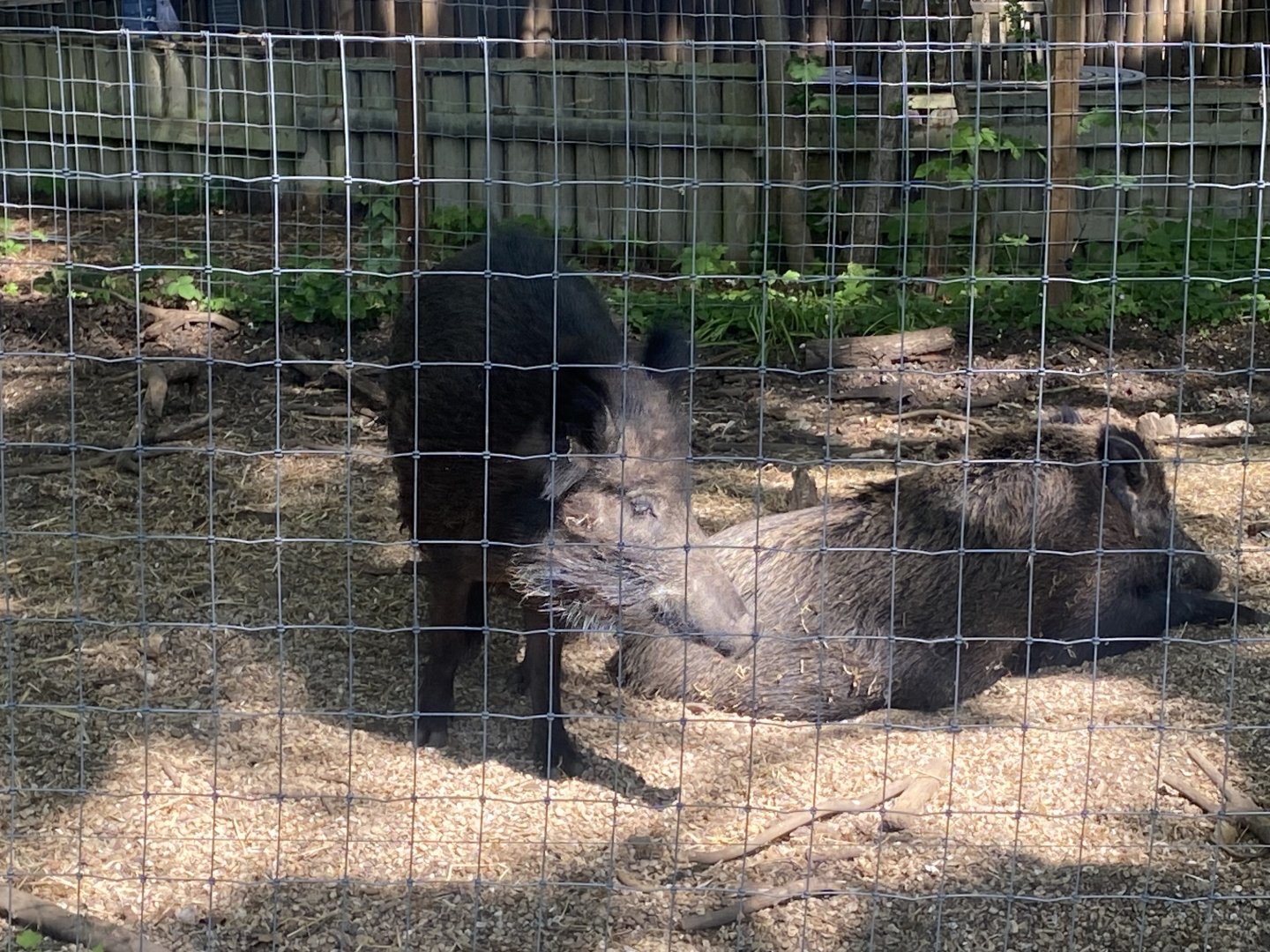 Central European wild boar 090525