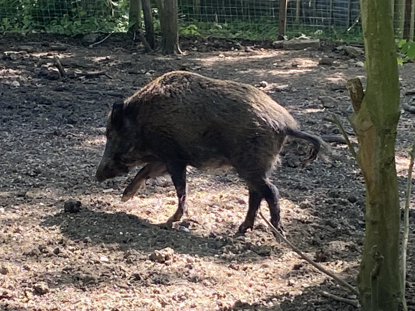 Central European wild boar 090525