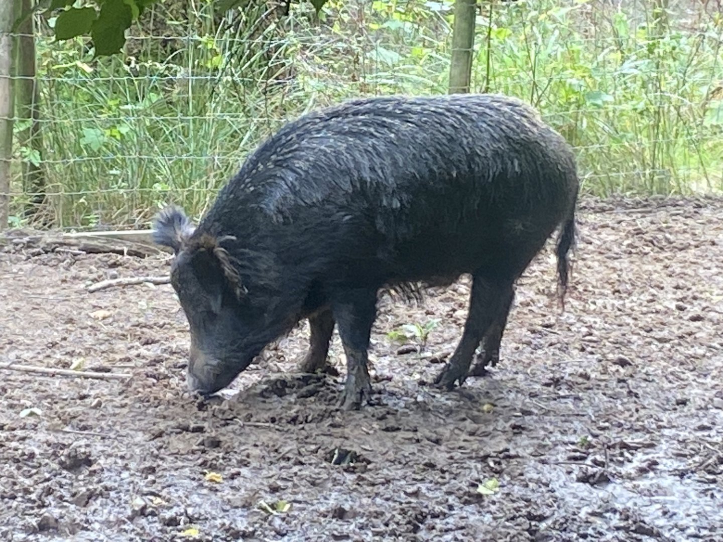 Central European wild boar 100924