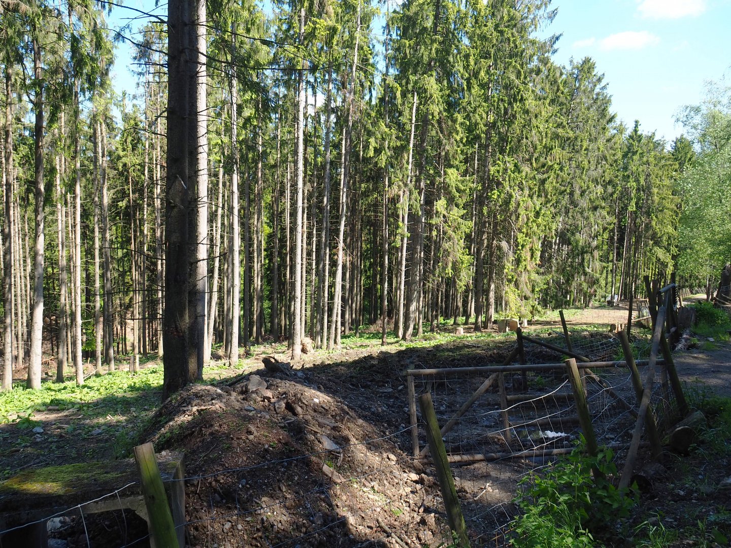 Central European wild boar area with ongoing renovation of fencing, 2021-05-29