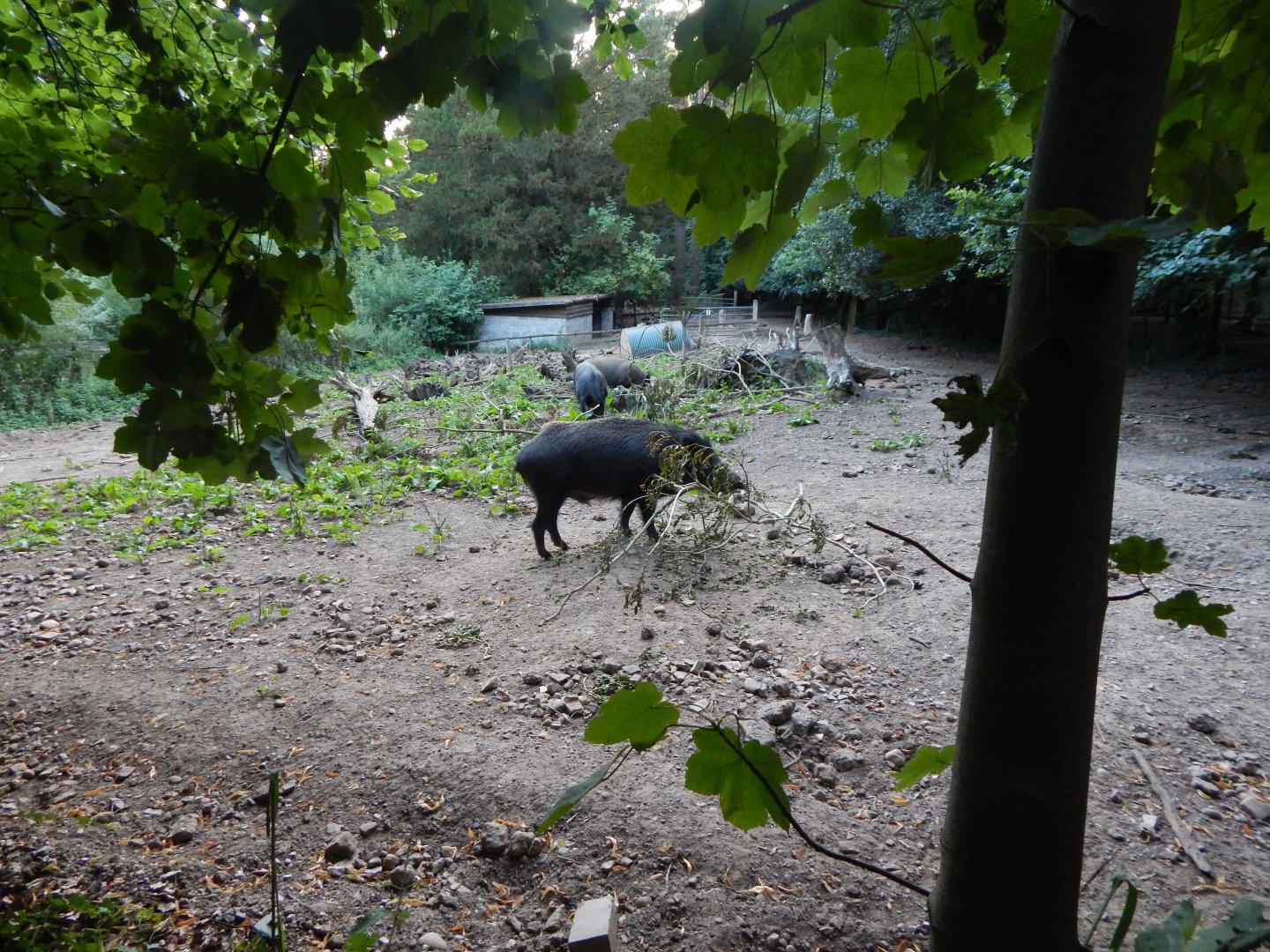 Central European wild boar enclosure 020825