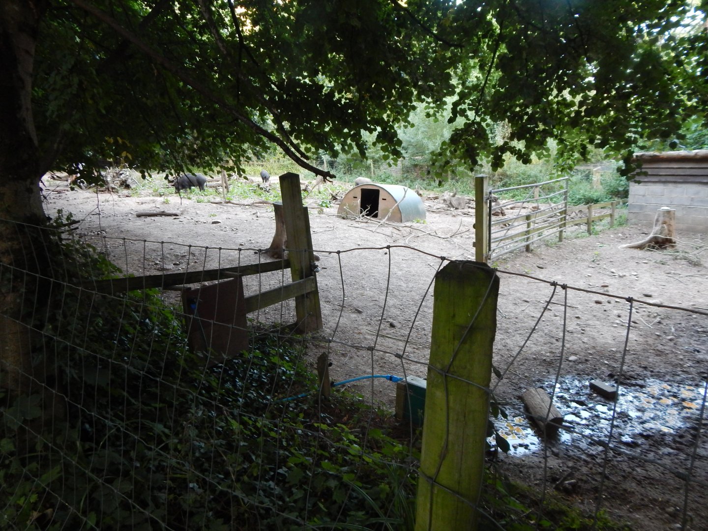 Central European wild boar enclosure 020825