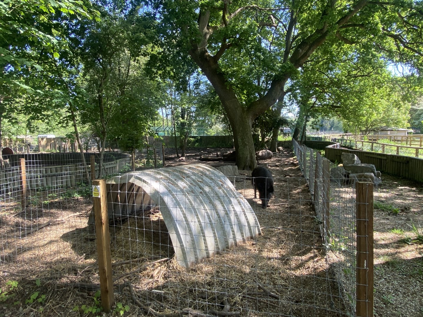 Central European wild boar enclosure 090525