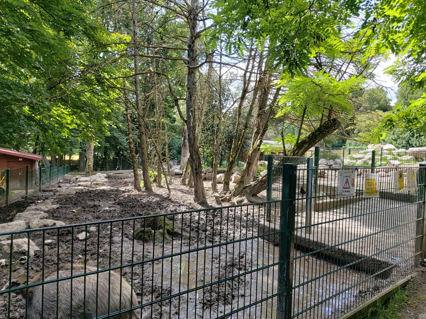 Central European wild boar enclosure - Bioparc Genève