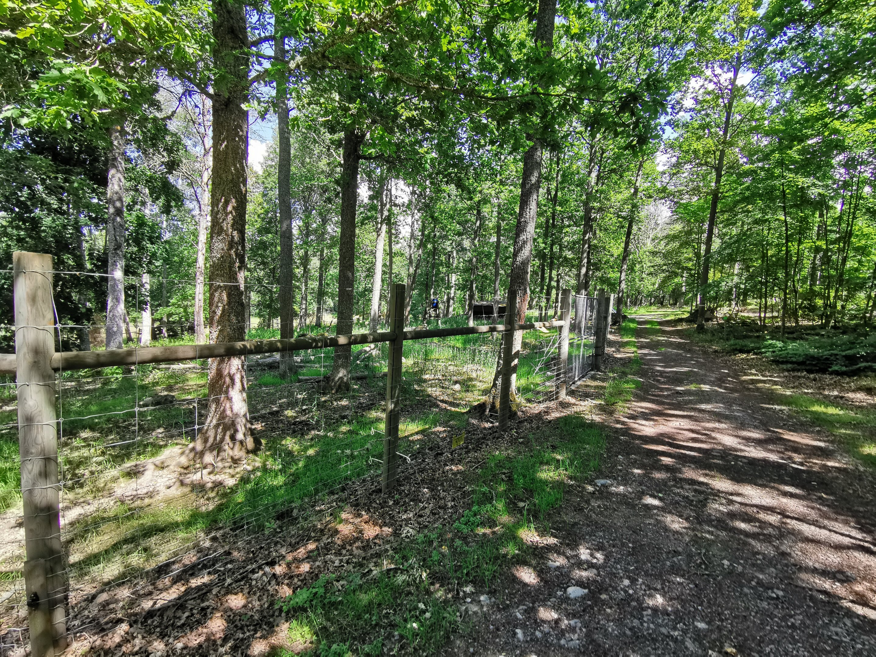 Central European wild boar enclosure