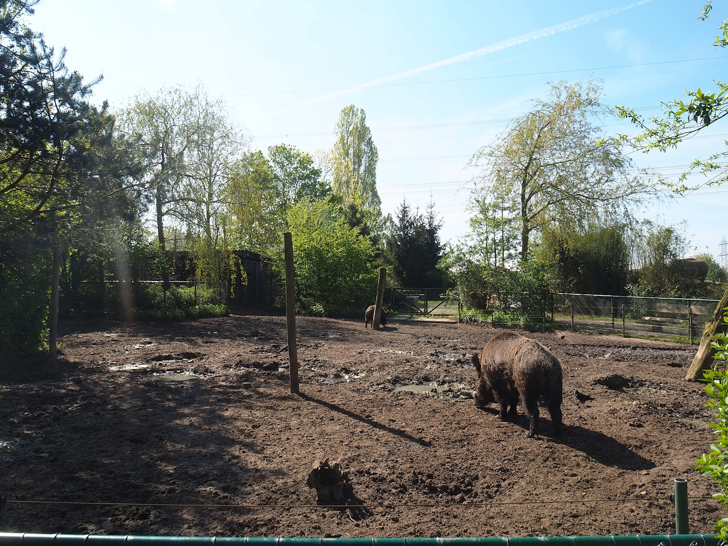 Central European wild boar exhibit, 2023-04-30