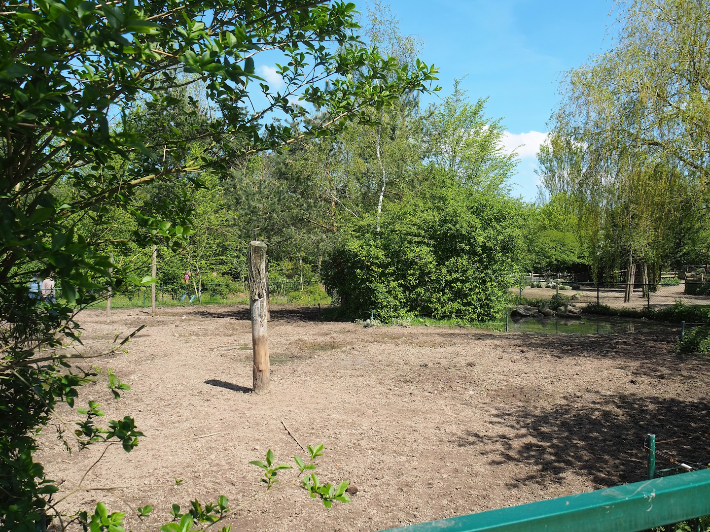 Central European wild boar exhibit, 2023-04-30