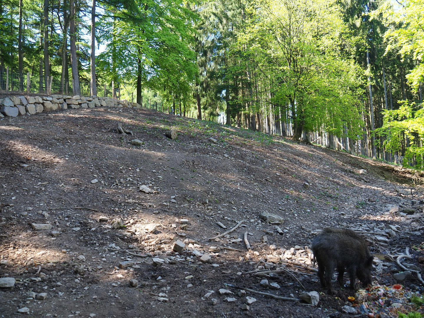 Central European wild boar exhibit (Temporarily smaller because of fencing renovations), 2021-05-29