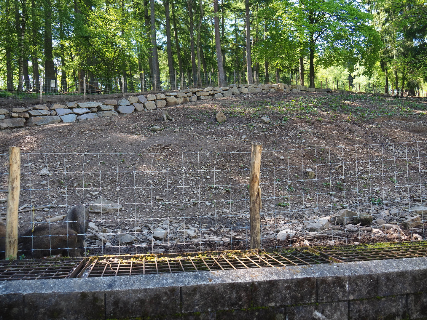 Central European wild boar exhibit (Temporarily smaller because of fencing renovations), 2021-05-29