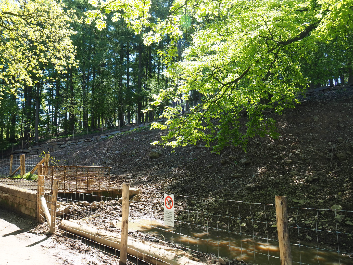Central European wild boar exhibit (Temporarily smaller because of fencing renovations), 2021-05-29