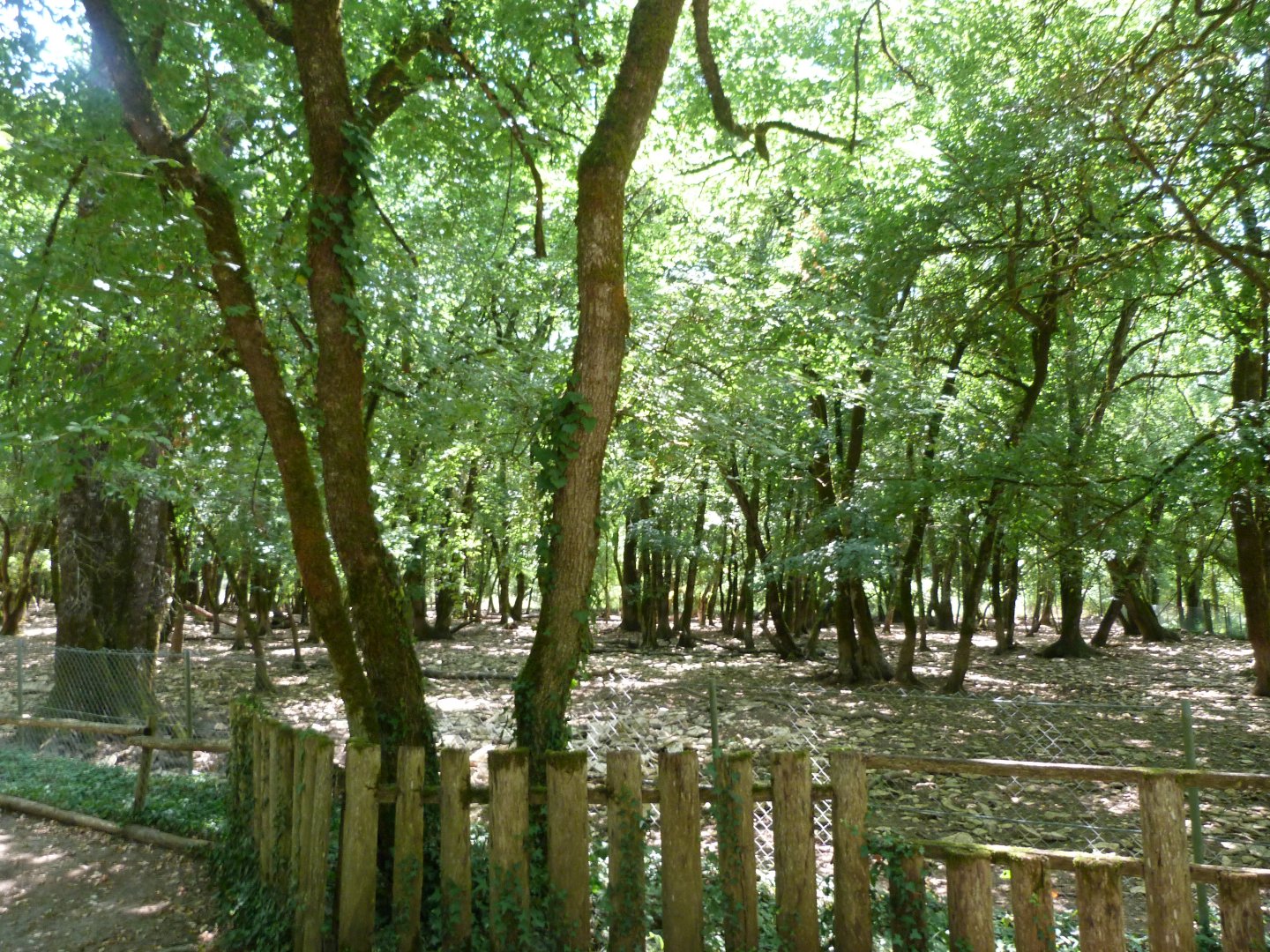 Central European wild boar exhibit -Zoodyssée (2025)