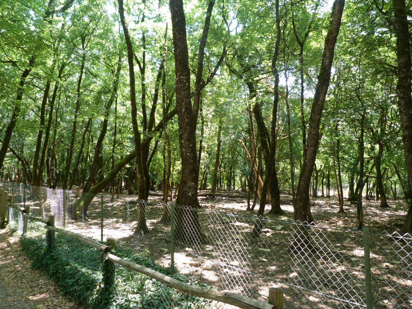 Central European wild boar exhibit -Zoodyssée (2025)