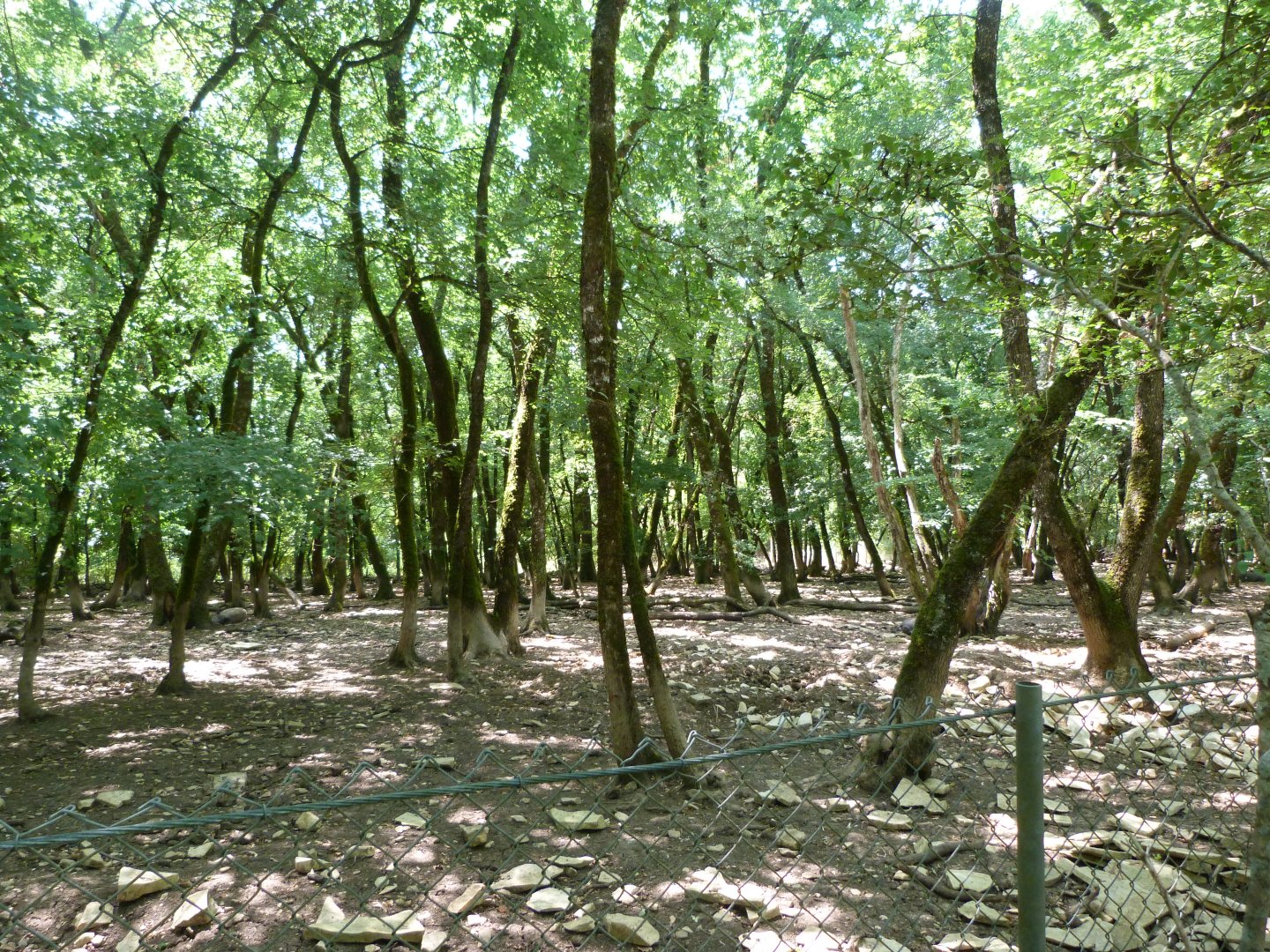 Central European wild boar exhibit -Zoodyssée (2025)