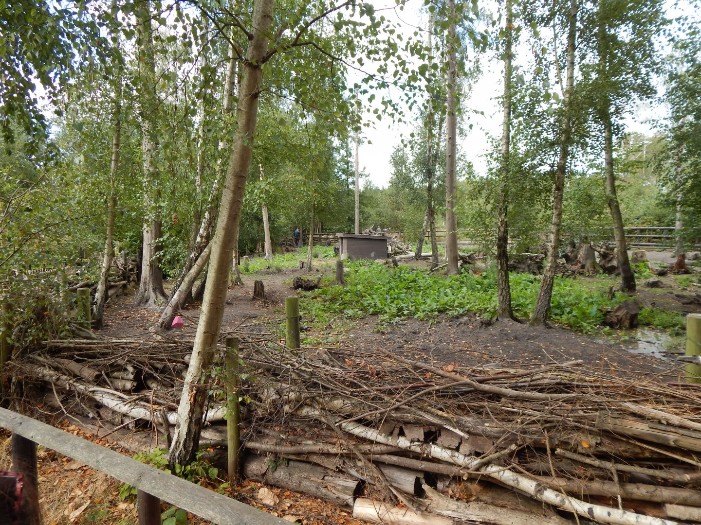 Central European wild boar habitat 030924