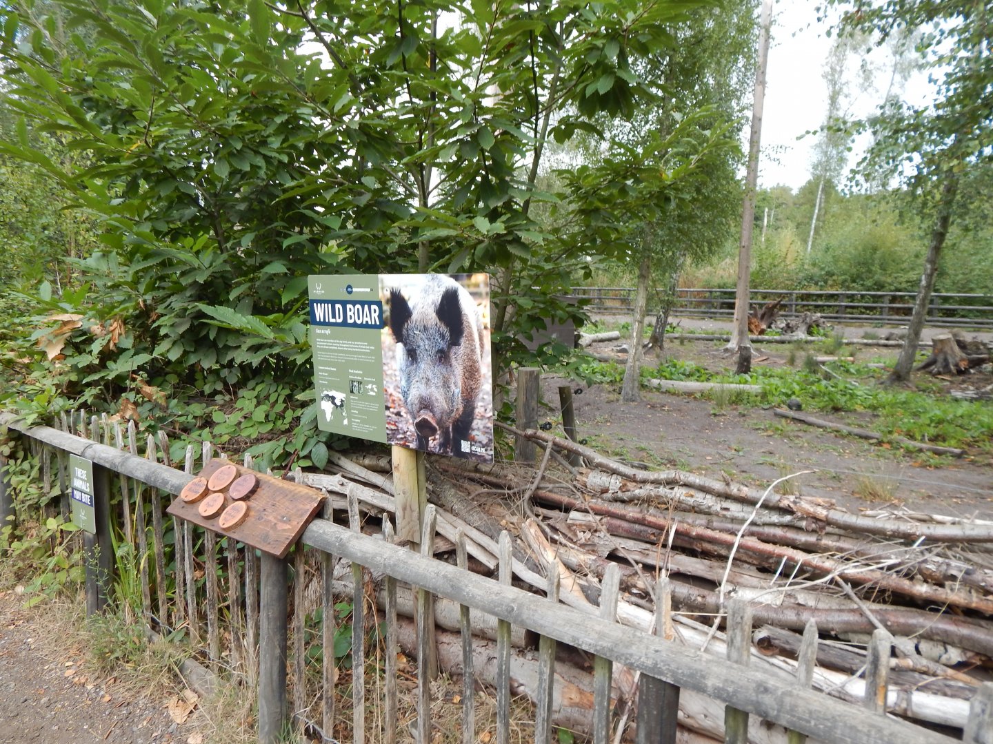Central European wild boar habitat 030924