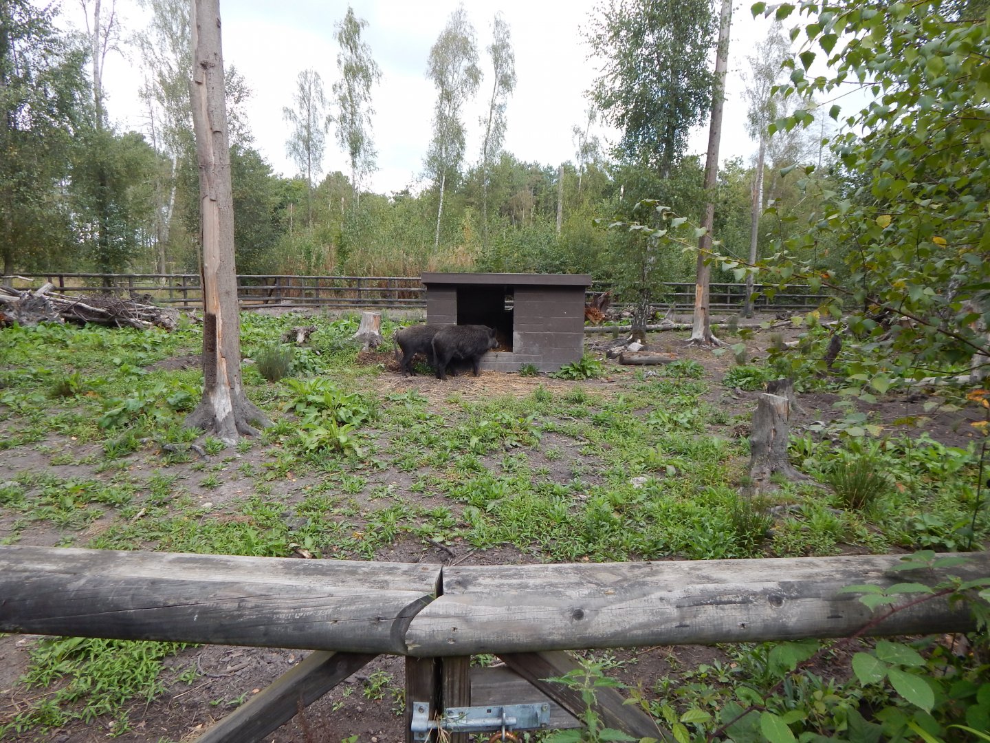 Central European wild boar habitat 030924